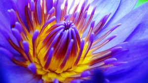 Water Lily