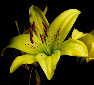 Yellow Lily